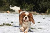 CAVALIER KING CHARLES 502